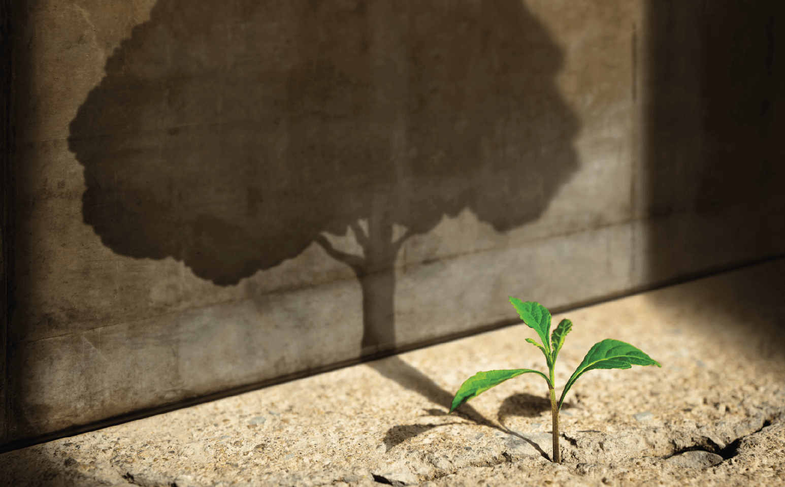 Breedj’s Purpose-Driven Business Model